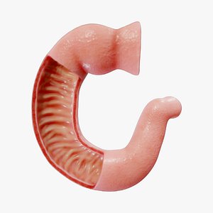 Duodenum Anatomy 3D model
