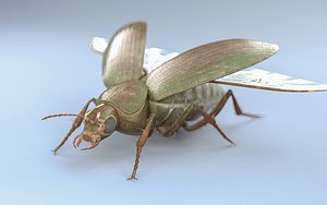 3D bee beetle