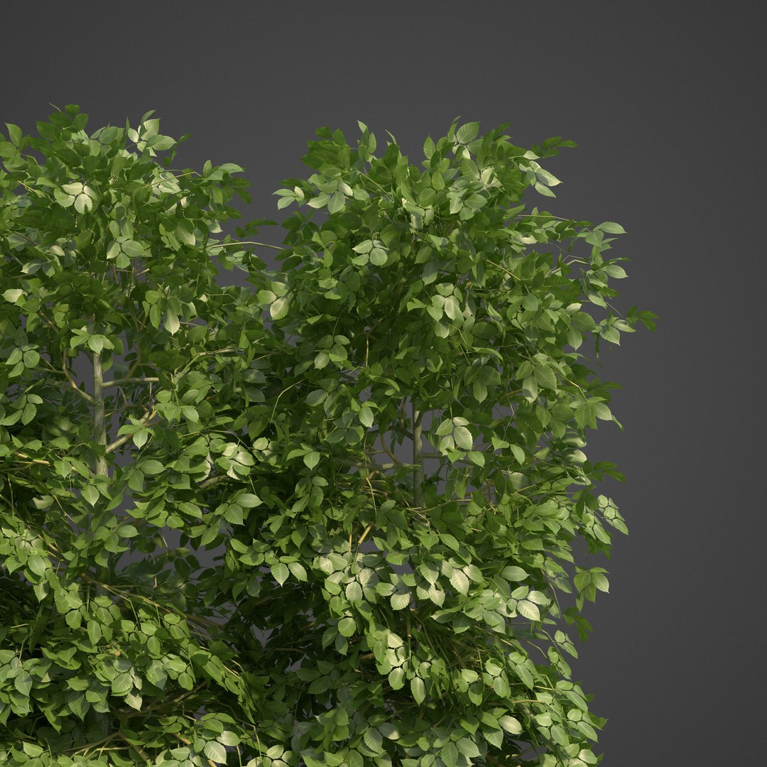3D 2021 pbr landscaping library https://p.turbosquid.com/ts-thumb/zf/hnpxt1/5B/ls05_frontlit/jpg/1613178084/1920x1080/fit_q87/5875c447a96ab221b72900cbbe82c78e38509e28/ls05_frontlit.jpg