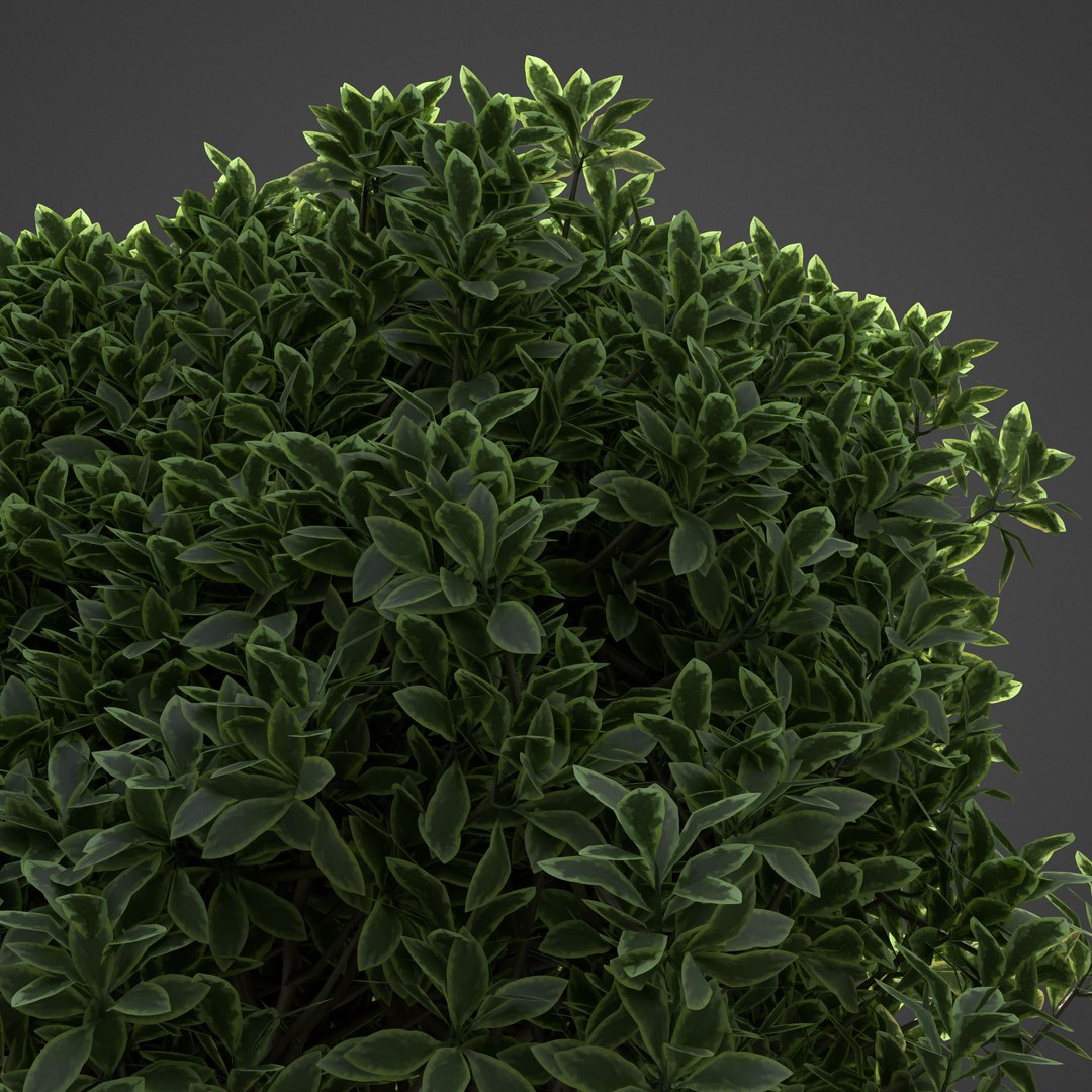 3D 2021 pbr landscaping library https://p.turbosquid.com/ts-thumb/zf/hnpxt1/oD/ls13_backlit/jpg/1613178391/1920x1080/fit_q87/4a0e349692411a718860ff8573ecfcb7f39c41f0/ls13_backlit.jpg