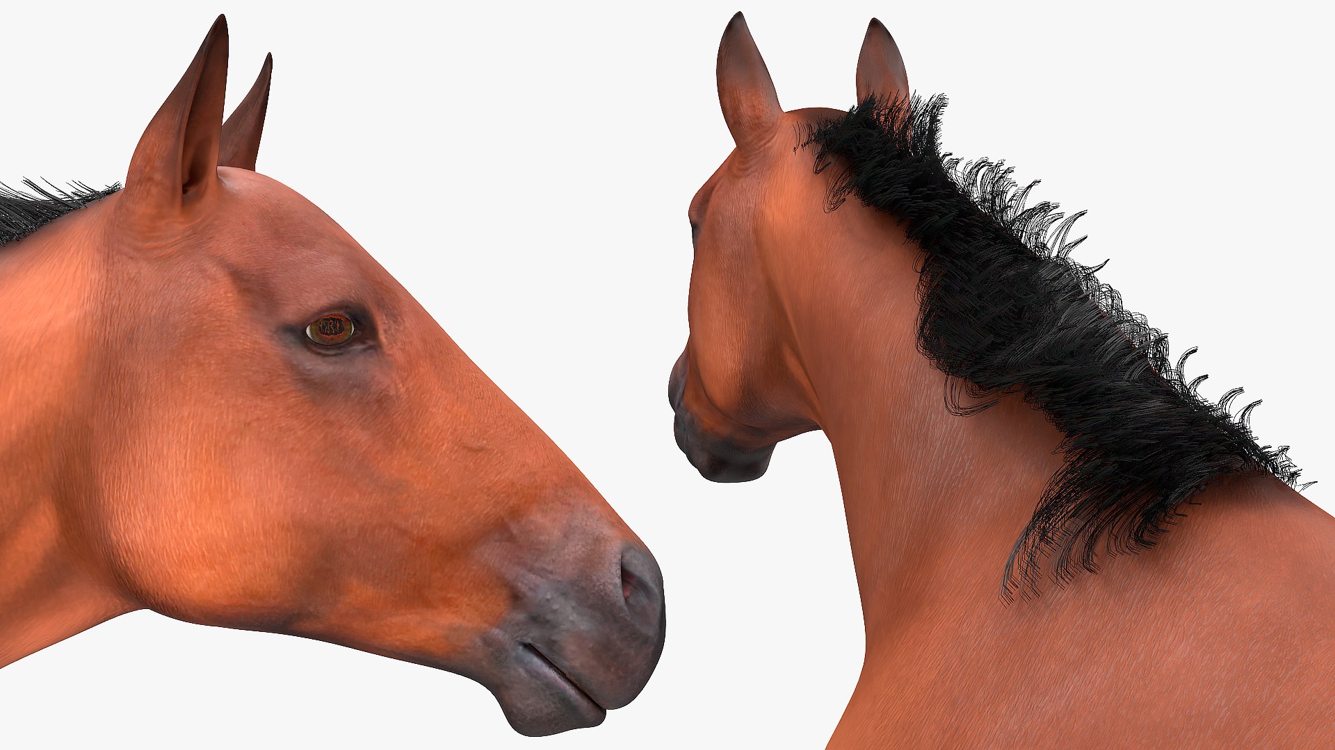 running bay horse racing 3D https://p.turbosquid.com/ts-thumb/zf/oeTQR9/1pcwvdYI/runningbayhorsefur3dmodel012/jpg/1570325092/1920x1080/fit_q87/92313e17a5eb2bf742204f9567d5bae1e147daeb/runningbayhorsefur3dmodel012.jpg