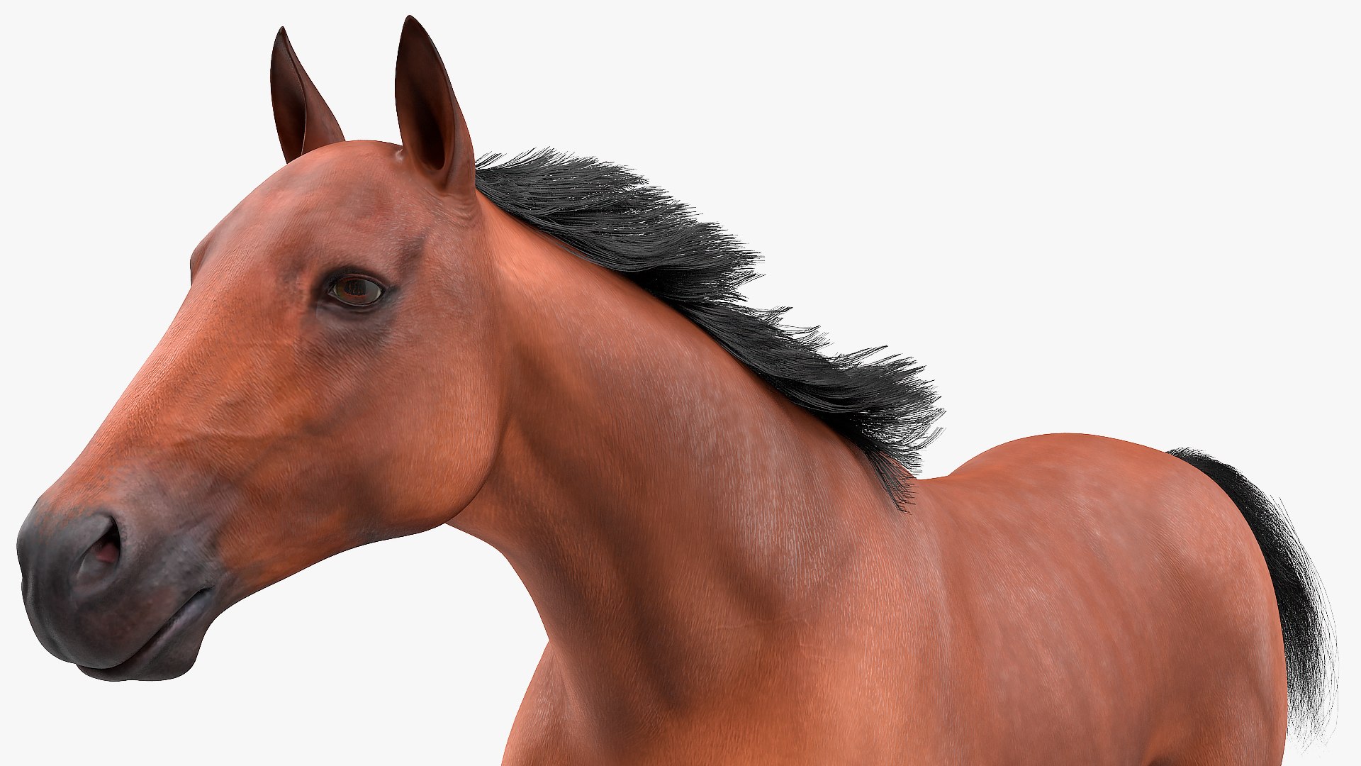 running bay horse racing 3D https://p.turbosquid.com/ts-thumb/zf/oeTQR9/3Hi5PBTL/runningbayhorsefur3dmodel010/jpg/1570325085/1920x1080/fit_q87/96d114f6bc1e7c2024809c46837ddd835258de63/runningbayhorsefur3dmodel010.jpg