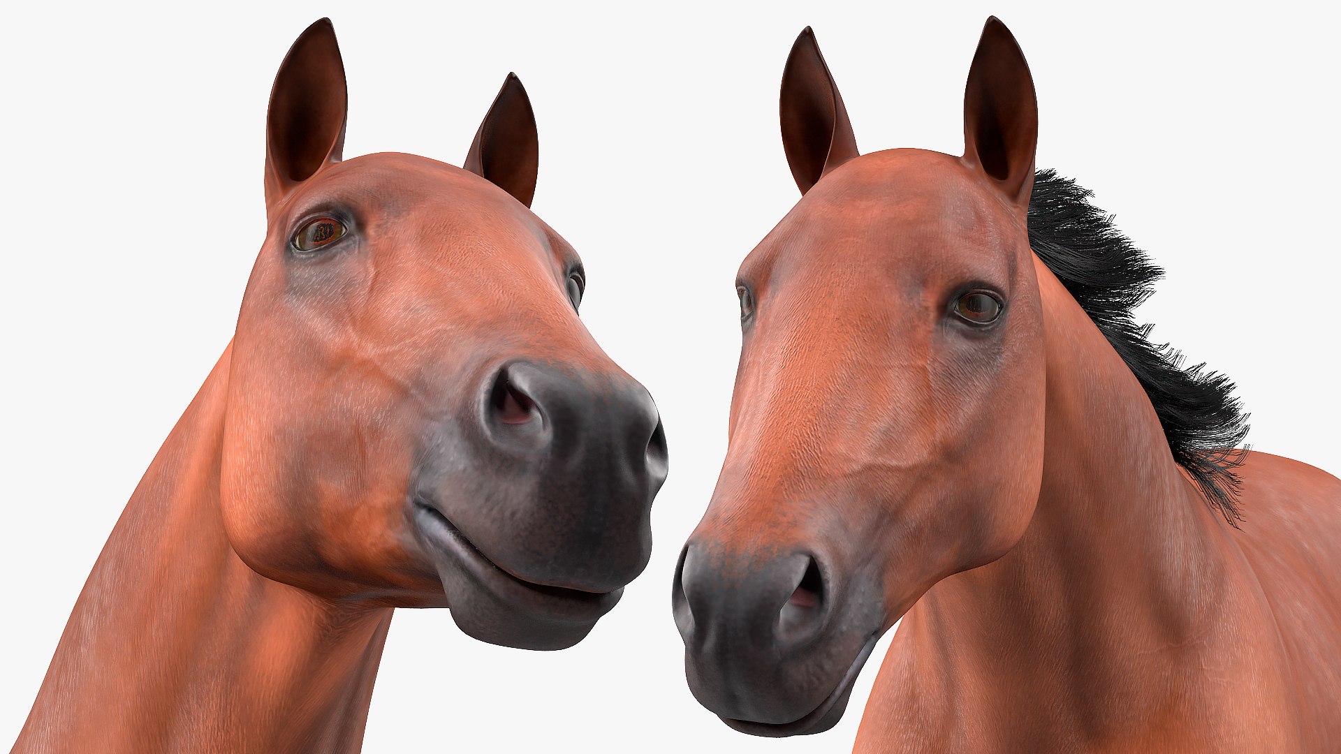 running bay horse racing 3D https://p.turbosquid.com/ts-thumb/zf/oeTQR9/DBAnBGpF/runningbayhorsefur3dmodel013/jpg/1570325096/1920x1080/fit_q87/dce7be4408daf19399ceaa8166334056394450e2/runningbayhorsefur3dmodel013.jpg