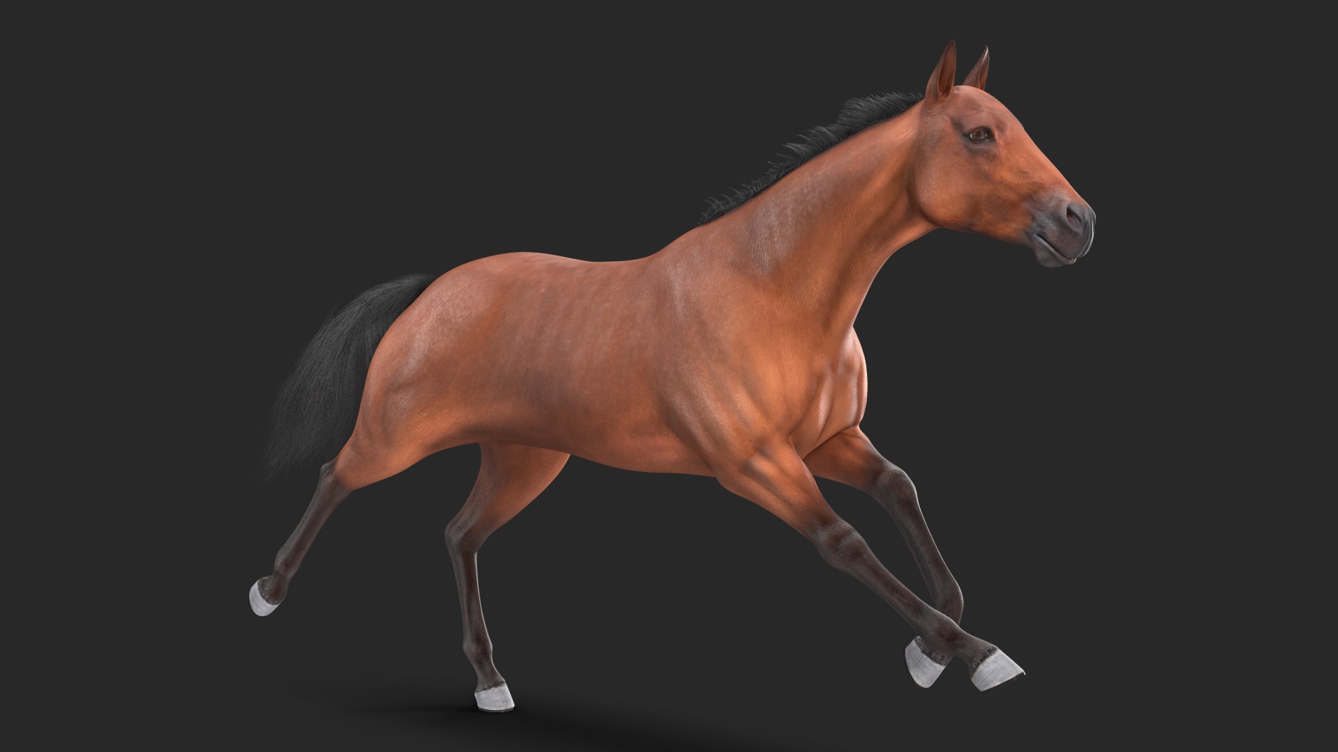 Running Bay Horse Fur 3D model preview
