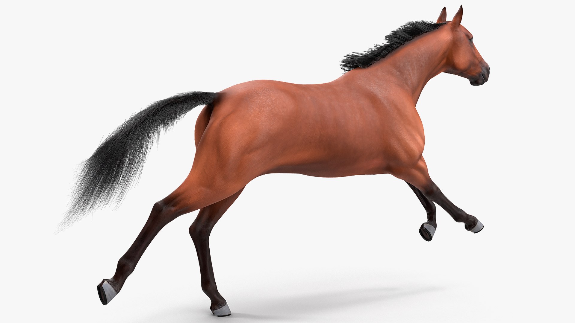 running bay horse racing 3D https://p.turbosquid.com/ts-thumb/zf/oeTQR9/d5TKCiyR/runningbayhorsefur3dmodel005/jpg/1570325069/1920x1080/fit_q87/b9ec4d74665361e1a58da40196c32c65f07863fe/runningbayhorsefur3dmodel005.jpg