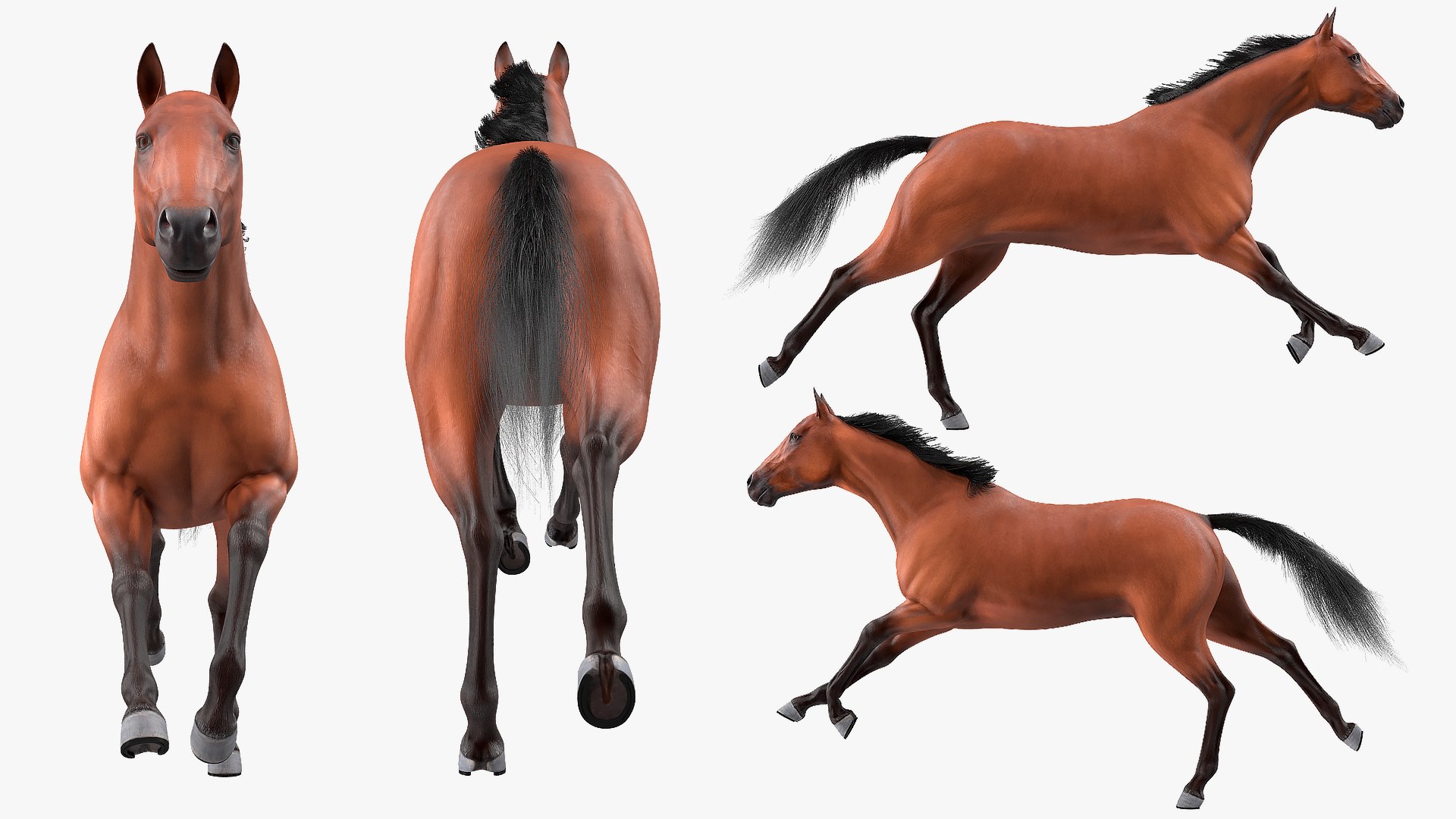 running bay horse racing 3D https://p.turbosquid.com/ts-thumb/zf/oeTQR9/sXCtZXyb/runningbayhorsefur3dmodel007/jpg/1570325076/1920x1080/fit_q87/6231fb54c58e8b9bc0351246abc3eddaafe0ac5d/runningbayhorsefur3dmodel007.jpg