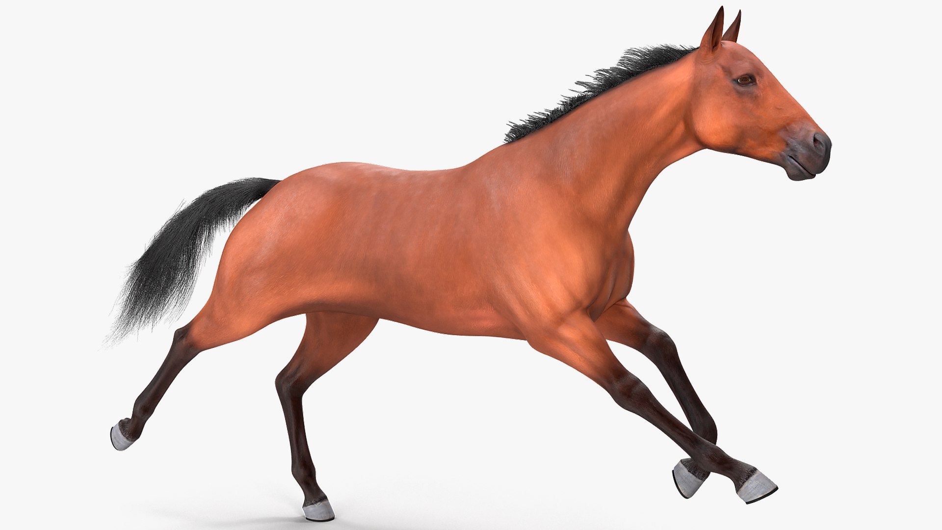 running bay horse racing 3D https://p.turbosquid.com/ts-thumb/zf/oeTQR9/saefFG0M/runningbayhorsefur3dmodel004/jpg/1570325066/1920x1080/fit_q87/219cbcf8011ca67f84fdbffb85eefd0d0865a488/runningbayhorsefur3dmodel004.jpg