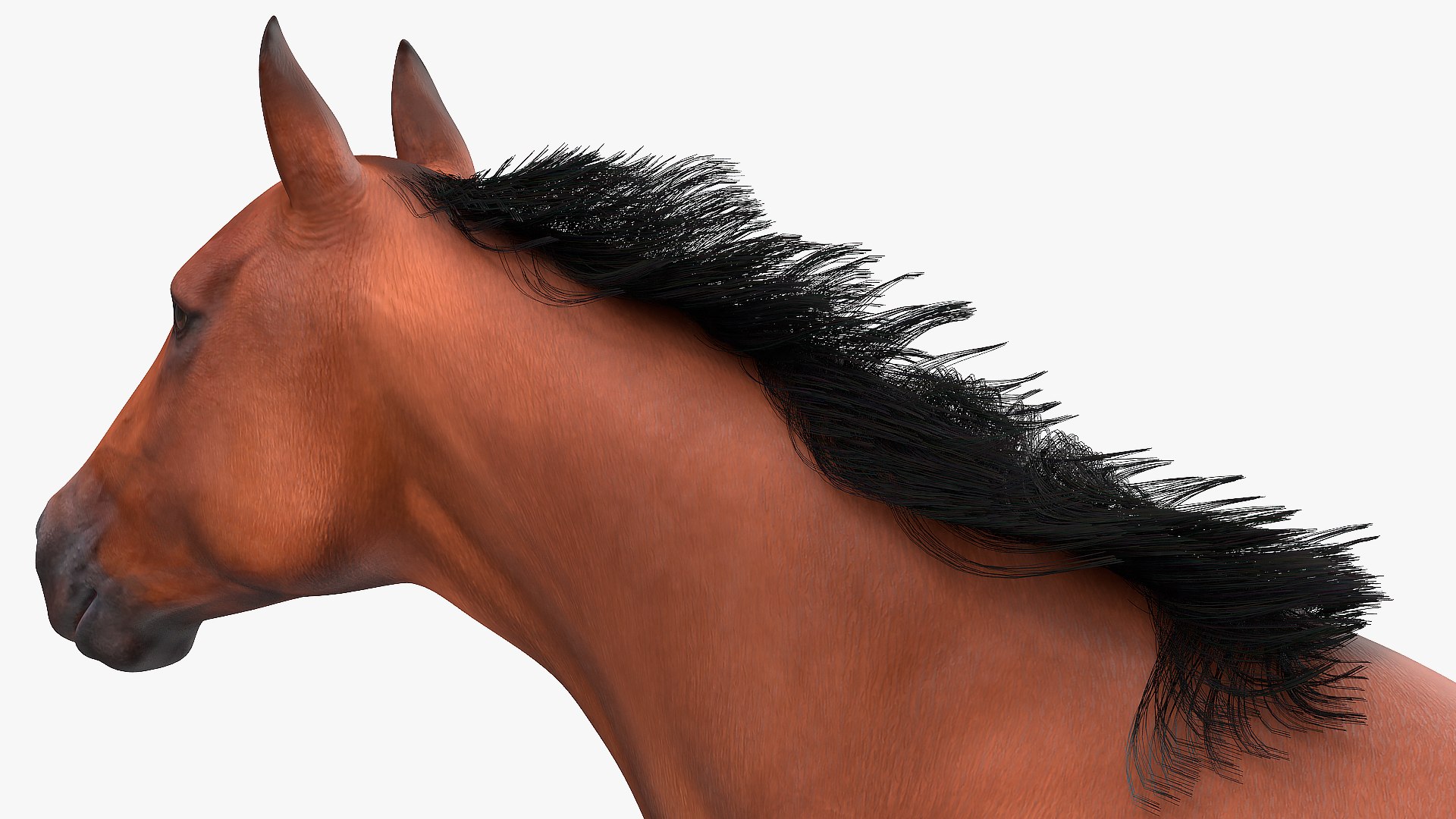 running bay horse racing 3D https://p.turbosquid.com/ts-thumb/zf/oeTQR9/xM0aUPDV/runningbayhorsefur3dmodel011/jpg/1570325089/1920x1080/fit_q87/1d5f800a168459cb7db8d7dc63c6c7c6132840ae/runningbayhorsefur3dmodel011.jpg