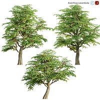 Averrhoa carambola - Starfruit tree