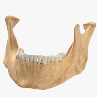 Human Woman Jawbone Mandible 02 With Teeth