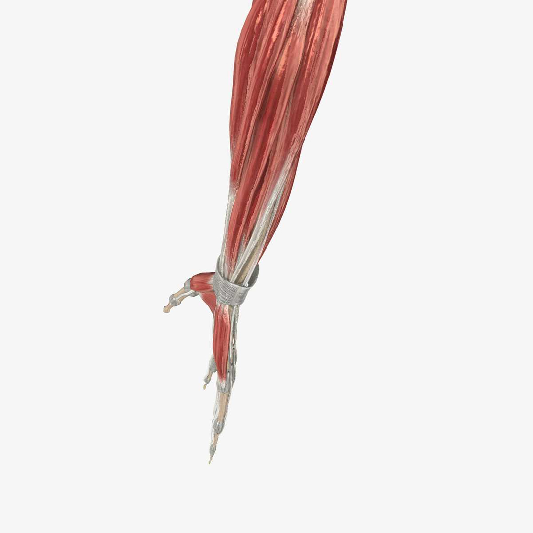 3ds max arm muscles bones ligaments