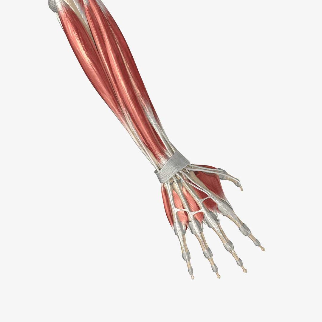 3ds max arm muscles bones ligaments