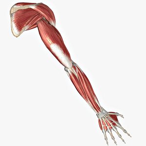 3ds max arm muscles bones ligaments