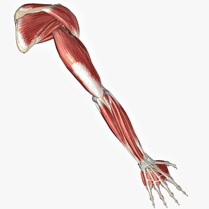 ARM  - MUSCLES ,BONES & LIGAMENTS