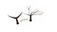 Tree Lowpoly Winter