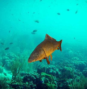 Carp fish