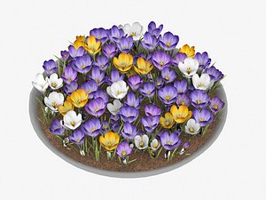 crocus flowers 3D model