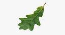 Oak Leaf