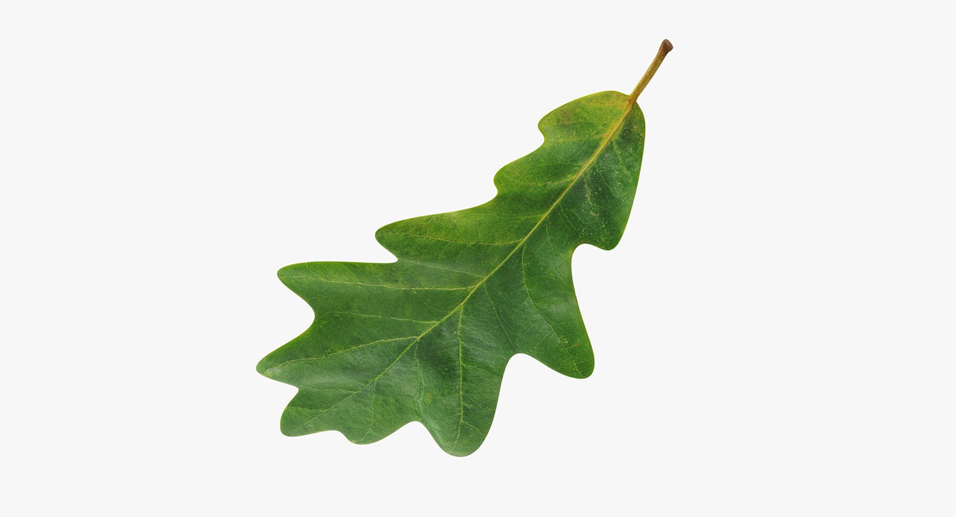 Leaves Collection 4 3D model https://p.turbosquid.com/ts-thumb/zg/O1bpfy/PjimHHO5/oakleafvray3dmodel001/jpg/1648878616/1920x1080/fit_q87/7a562fead6e03a12c26b632c2225373f4f367253/oakleafvray3dmodel001.jpg