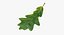 Blätter Sammlung 4
