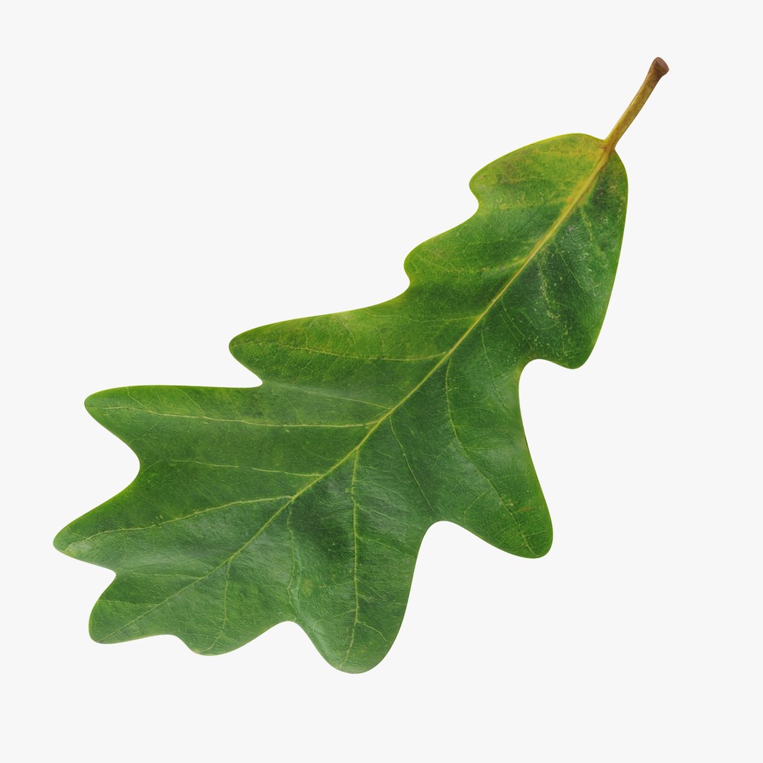 Oak Leaf 3D model preview