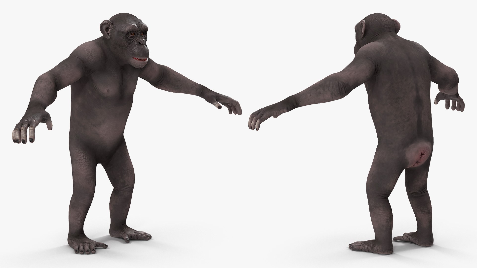 3D dark chimpanzee pan https://p.turbosquid.com/ts-thumb/zg/UJc9QB/EexDwLl1/darkchimpanzeemb3dmodel003/jpg/1564619511/1920x1080/fit_q87/b969cf1c8af964c0ea7d031e38b9fab70342e729/darkchimpanzeemb3dmodel003.jpg
