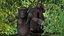 Chimpanzé noir