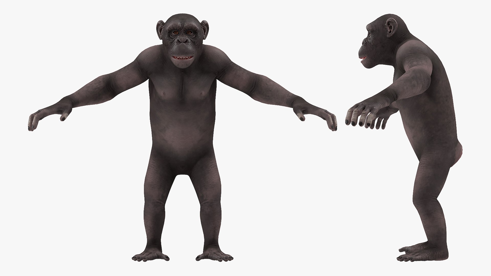 3D dark chimpanzee pan https://p.turbosquid.com/ts-thumb/zg/UJc9QB/P0IEKSp7/darkchimpanzeemb3dmodel005/jpg/1564619519/1920x1080/fit_q87/abafb340fea167295b8c26bf0ecada83c1401ce5/darkchimpanzeemb3dmodel005.jpg