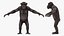 Chimpanzé noir