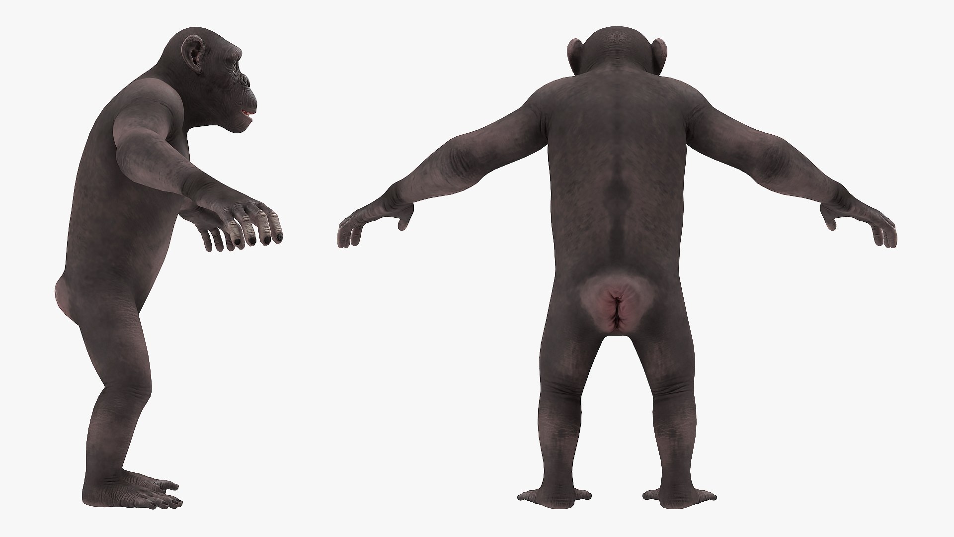 3D dark chimpanzee pan https://p.turbosquid.com/ts-thumb/zg/UJc9QB/TcbUsJkQ/darkchimpanzeemb3dmodel006/jpg/1564619536/1920x1080/fit_q87/1cd168b9b7984525be44501e351afe3ad0356edf/darkchimpanzeemb3dmodel006.jpg