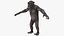 Chimpanzé noir