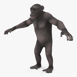 3D dark chimpanzee pan