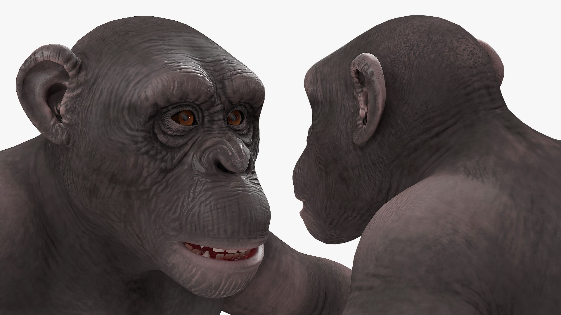 3D dark chimpanzee pan https://p.turbosquid.com/ts-thumb/zg/UJc9QB/n8rFeOtZ/darkchimpanzeemb3dmodel009/jpg/1564619550/1920x1080/fit_q87/7c5ac63af20a0120f0698bc8e53306f830d8abc8/darkchimpanzeemb3dmodel009.jpg