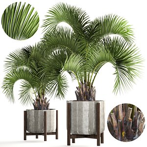 Collection palms Butia capitata