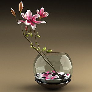 Magnolia