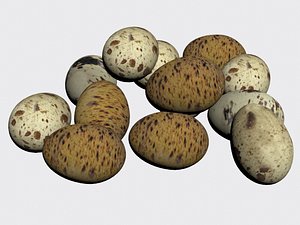3D model quail egg