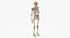3D model real human male skeleton bones
