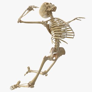 Real Human Male Skeleton Bones Anatomy Rigged With Biped