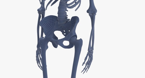 3D model real human male skeleton bones - TurboSquid 1684870