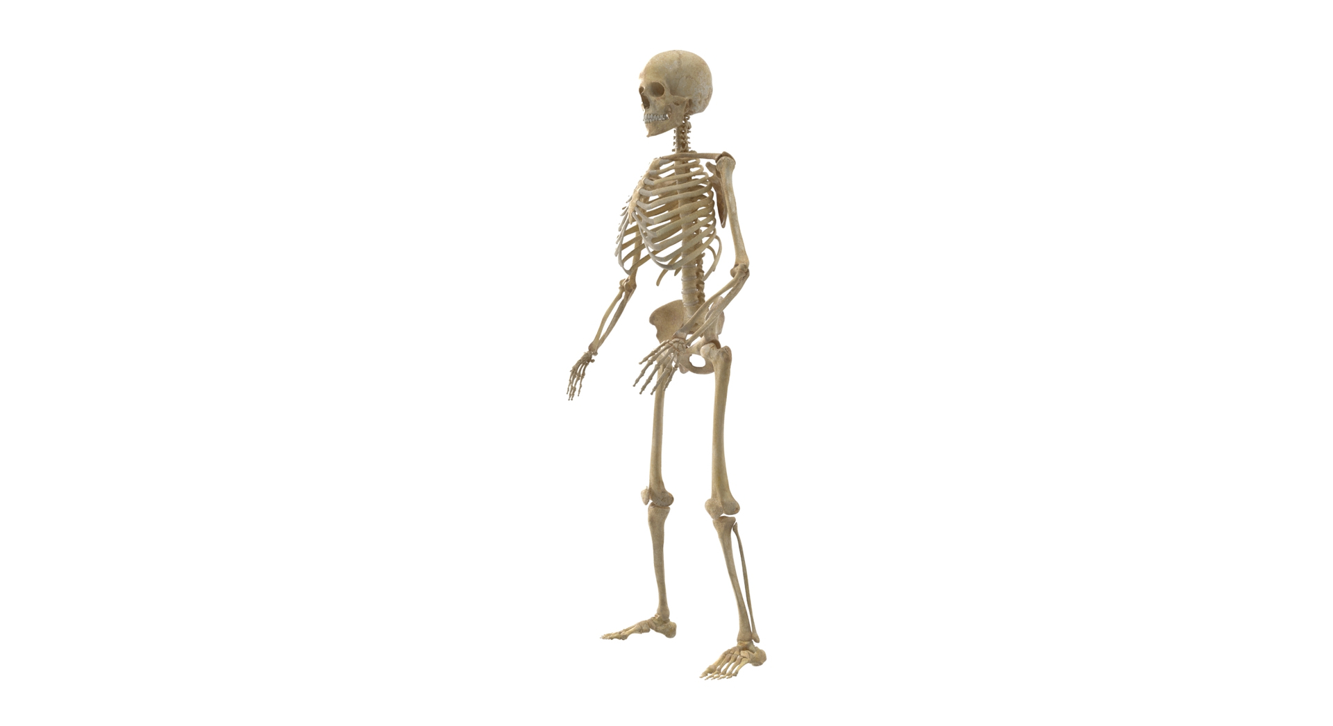 3D model real human male skeleton bones - TurboSquid 1684870