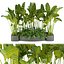 Collection plant vol 301- outdoor- leaf - 3dmax - cinema 4d