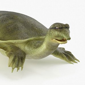 3D Realistic Chinese Softshell Turtle Rigged for Cinema 4D