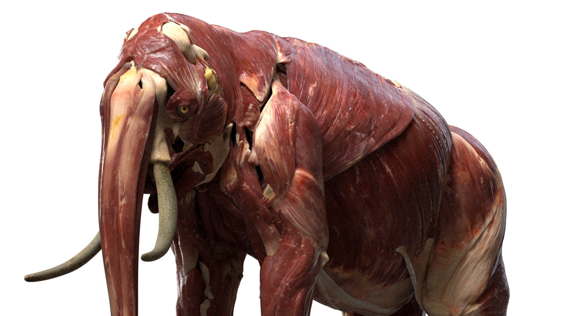 asian elephant anatomy 3D model https://p.turbosquid.com/ts-thumb/zh/xVVRuv/1Npcvmus/14/jpg/1552699784/1920x1080/fit_q87/72a48ee74a976ec70bc794998bf1d29a7c26776d/14.jpg