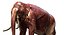 Asian Elephant Anatomy