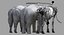 Asian Elephant Anatomy