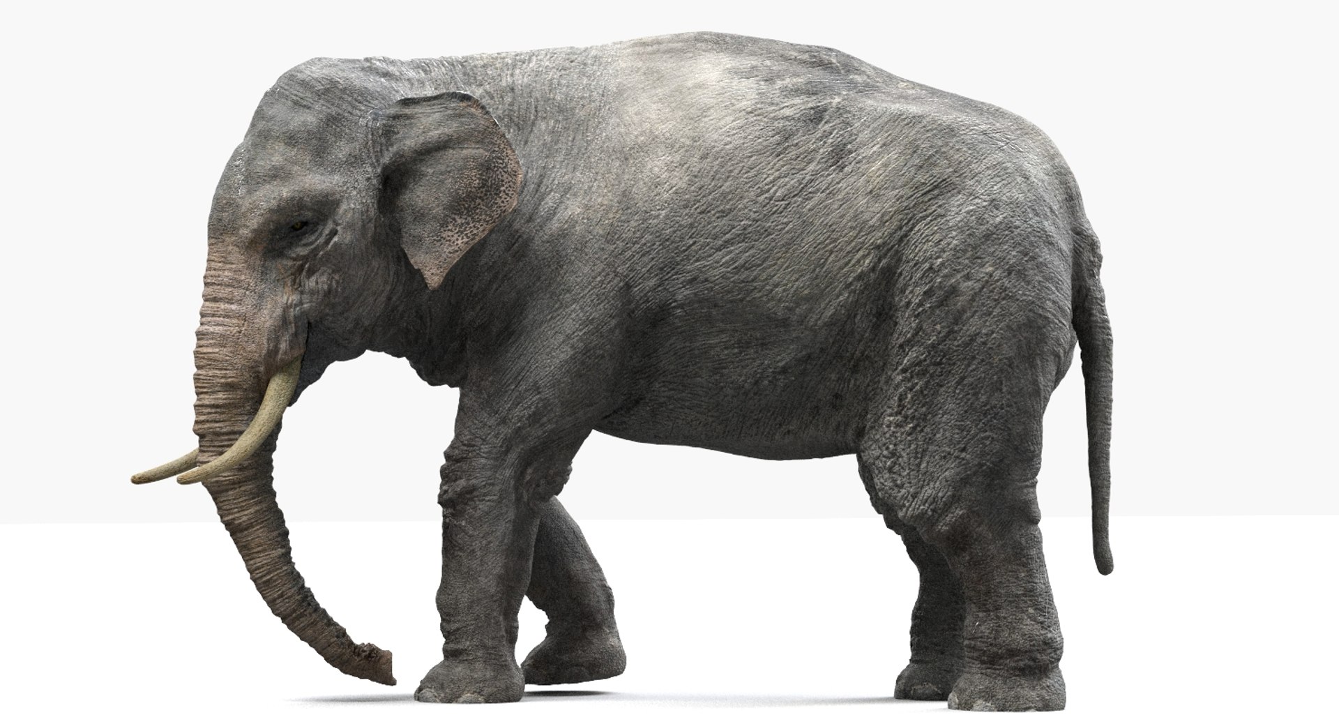 asian elephant anatomy 3D model https://p.turbosquid.com/ts-thumb/zh/xVVRuv/3p60We2c/34/jpg/1552699784/1920x1080/fit_q87/22a464b0b80457cd553c63914003ff4cac9d0ce4/34.jpg