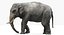 Asian Elephant Anatomy