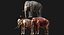 Asian Elephant Anatomy