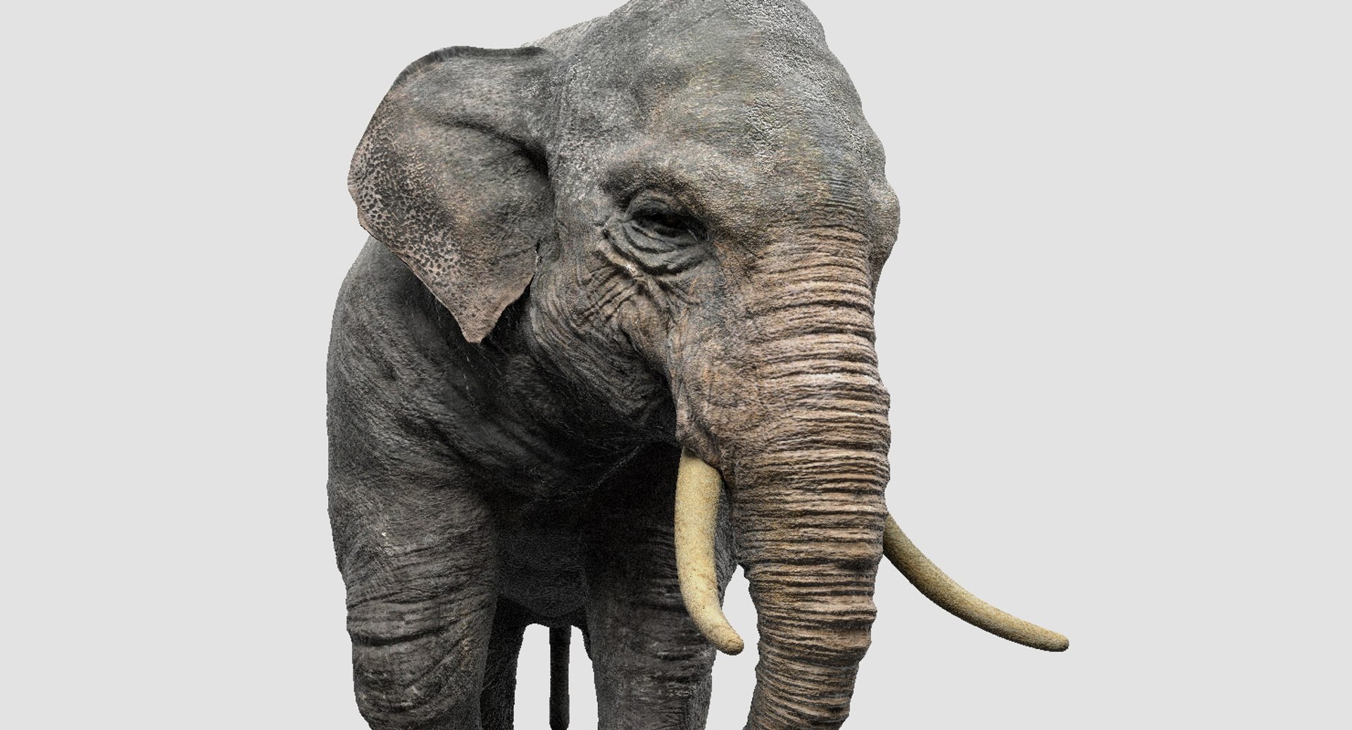 asian elephant anatomy 3D model https://p.turbosquid.com/ts-thumb/zh/xVVRuv/9XlCVPLo/28/jpg/1552699784/1920x1080/fit_q87/023ed7617e53ff62250d1d26e57f844d0e1e083d/28.jpg