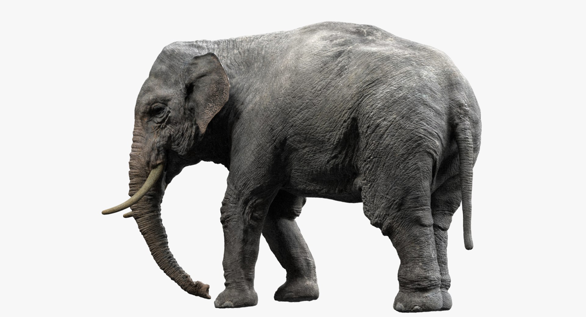 asian elephant anatomy 3D model https://p.turbosquid.com/ts-thumb/zh/xVVRuv/AEf9Y8u0/02/jpg/1552699783/1920x1080/fit_q87/5f172f108ca2702d2da4a2e31cc884ab372cdbaa/02.jpg